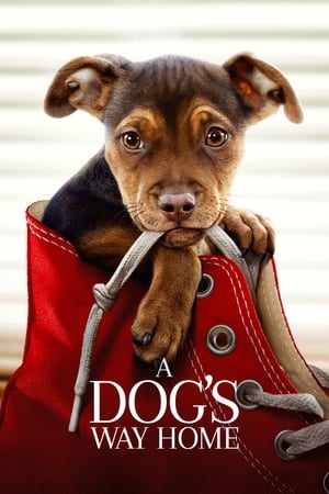 A Dogs Way Home (2019) Hindi Dual Audio [900MB] HD Poster Download - filmyfly